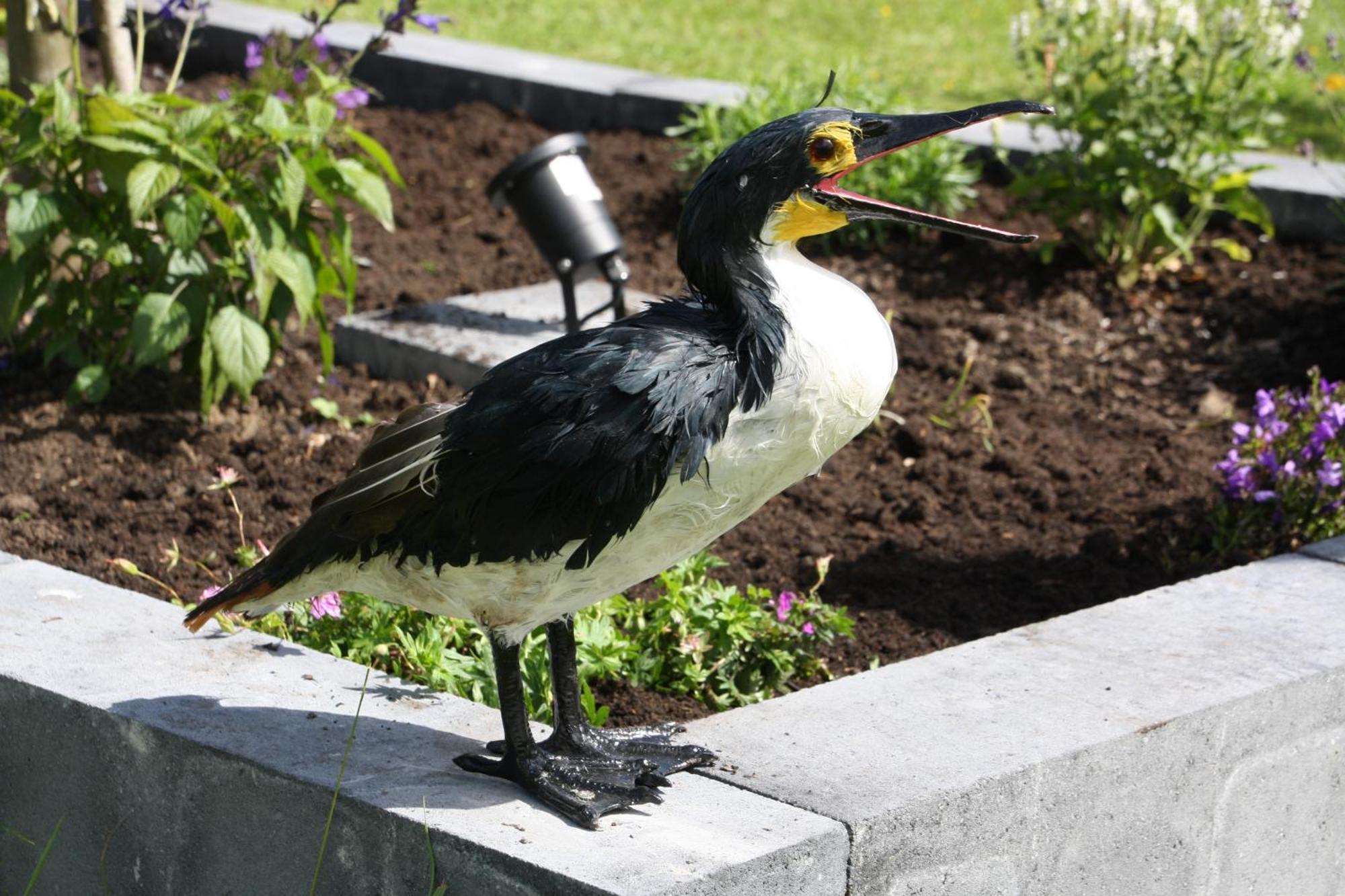 Haus Kormoran Am Lauwersmeer 175 أنيوم المظهر الخارجي الصورة